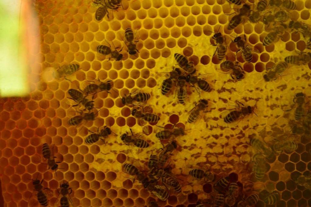 Sleeping With The Bees Kozjak Kobarid Zewnętrze zdjęcie