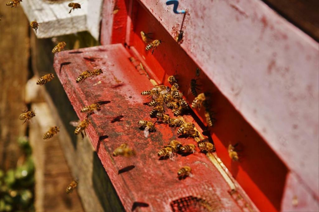 Sleeping With The Bees Kozjak Kobarid Zewnętrze zdjęcie