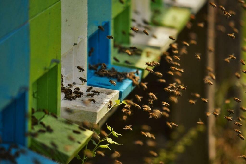 Sleeping With The Bees Kozjak Kobarid Zewnętrze zdjęcie